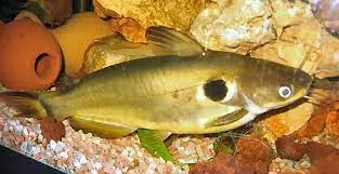 Павлине око, S. (лат. - Horabagrus brachysoma)